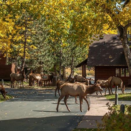 Rams Horn Village Resort Estes Park Bagian luar foto
