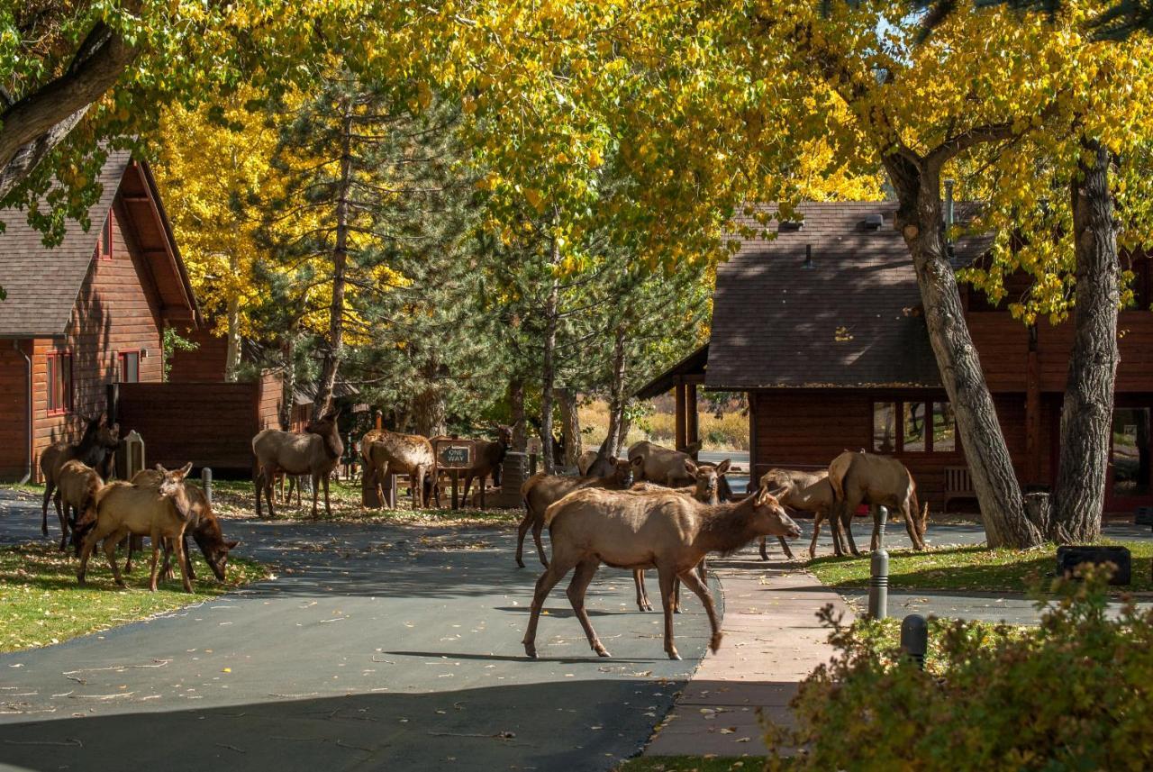 Rams Horn Village Resort Estes Park Bagian luar foto